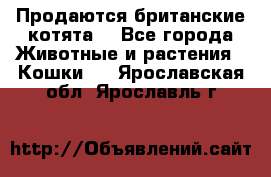 Продаются британские котята  - Все города Животные и растения » Кошки   . Ярославская обл.,Ярославль г.